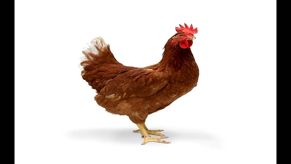 Chicken picture