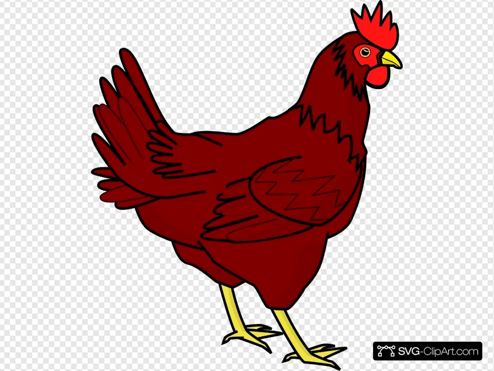 Chicken cartoon chicken