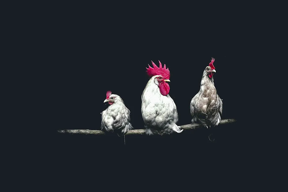 Beautiful rooster