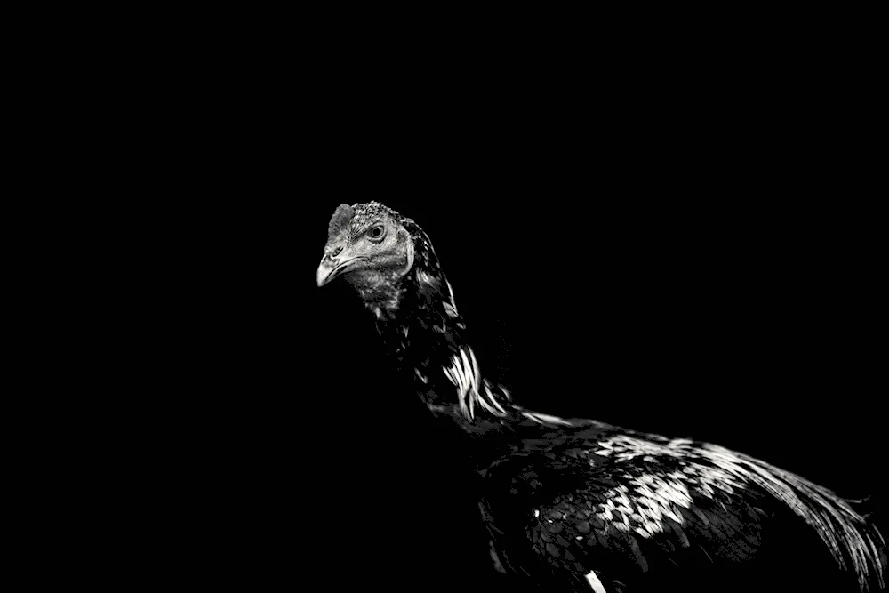 Chicken on black background