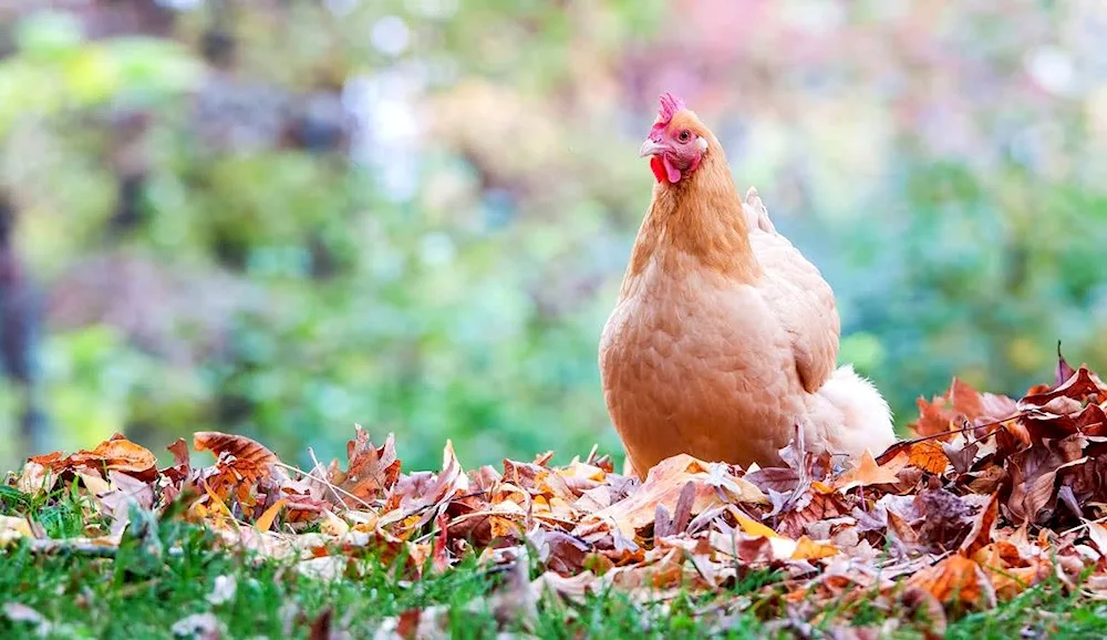 Nesting wild hen