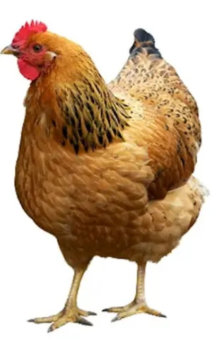 Chicken on transparent background