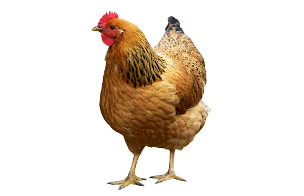 Chicken on transparent background