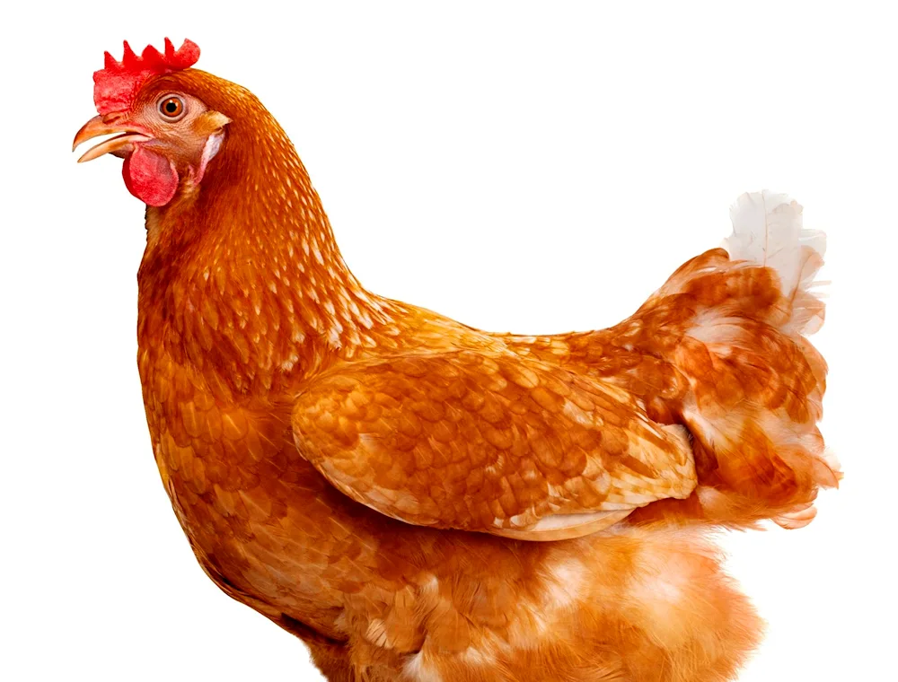 Chicken on transparent background