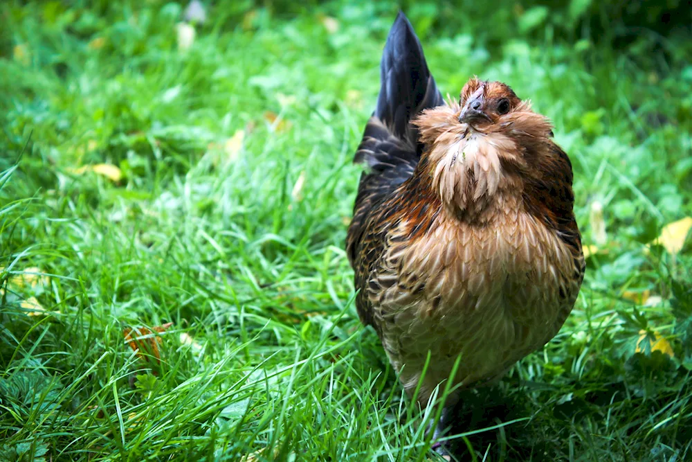 Grass hen