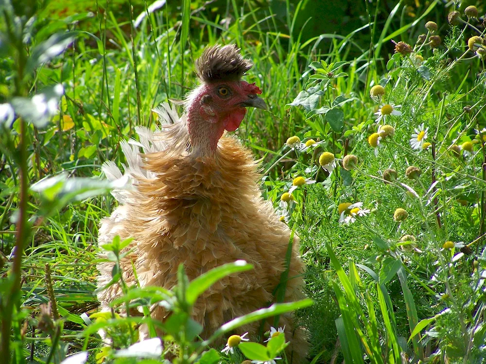 Grizzly rooster