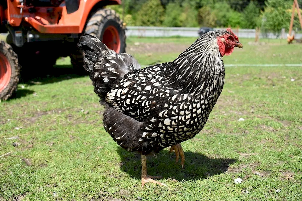 Ryaba hens