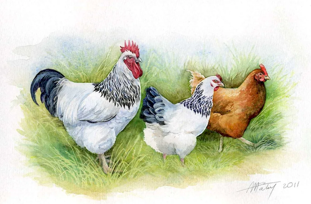 Chicken drawing