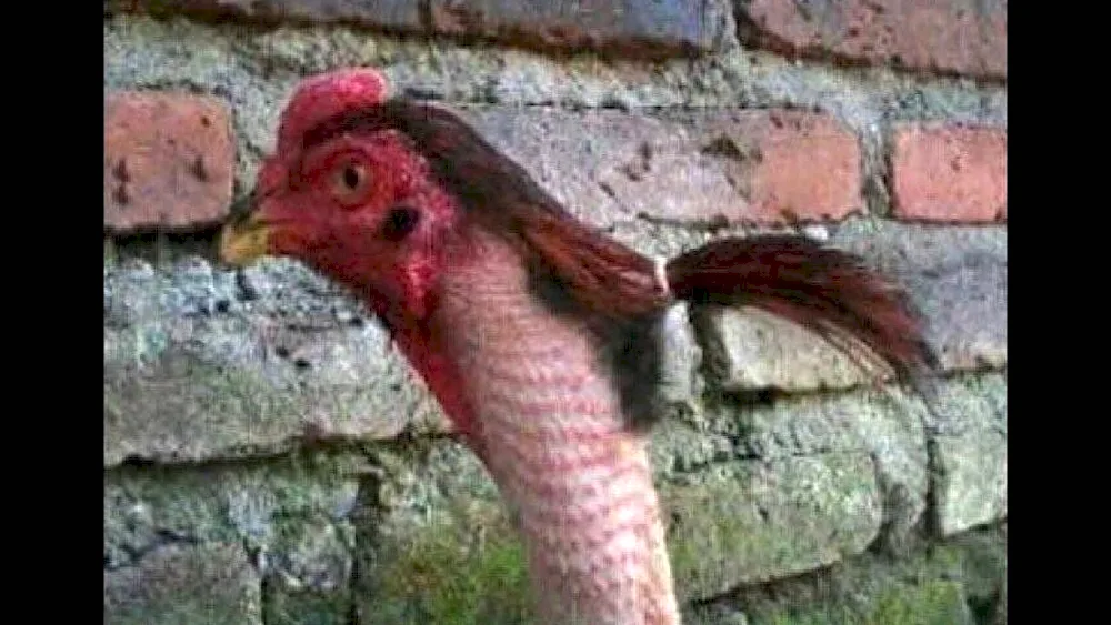 Chicken