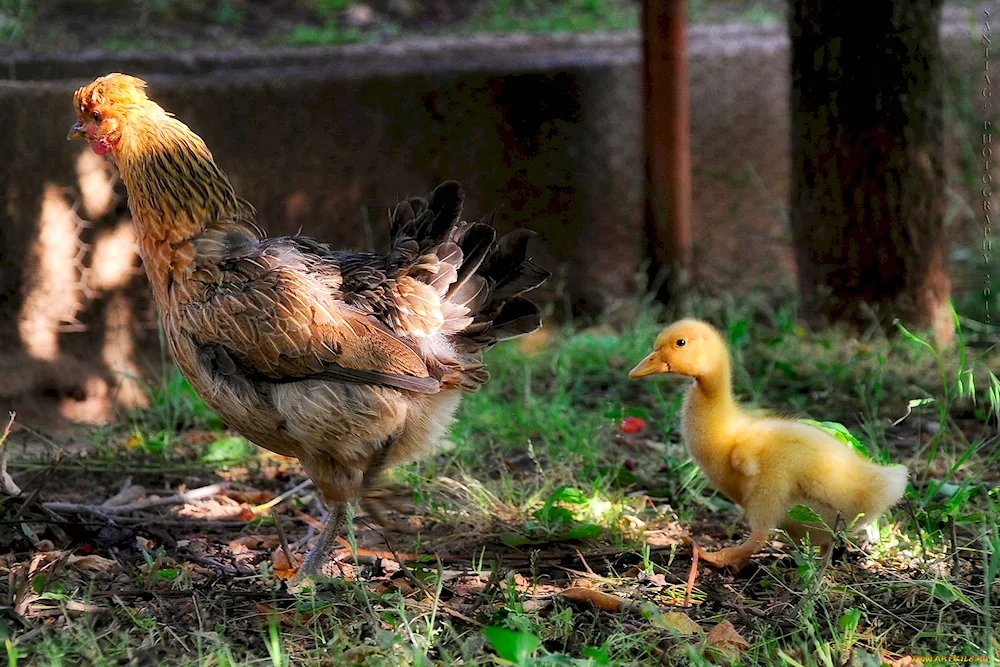 Chicken background