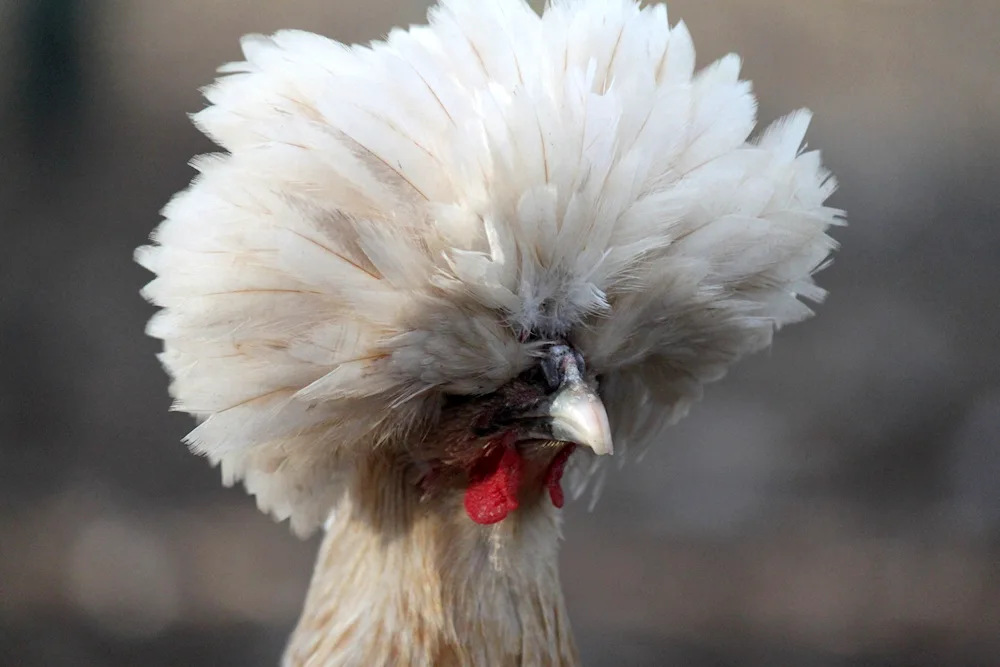 Chinese Crested downy hen