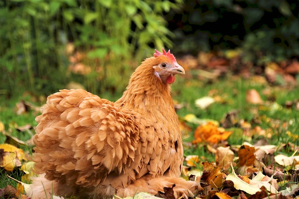 Ameraucana Dominant Brama