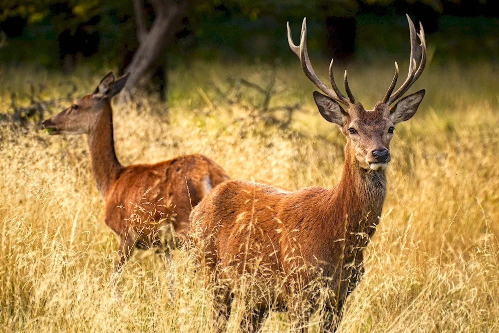 Curonian Spit National Park animals