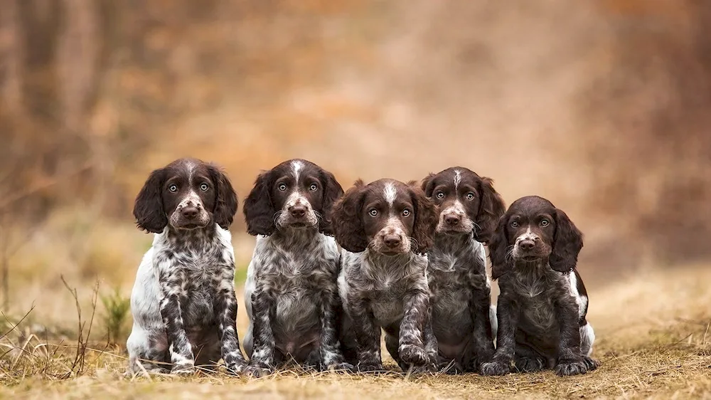 Kurtshaarkoeker spaniel