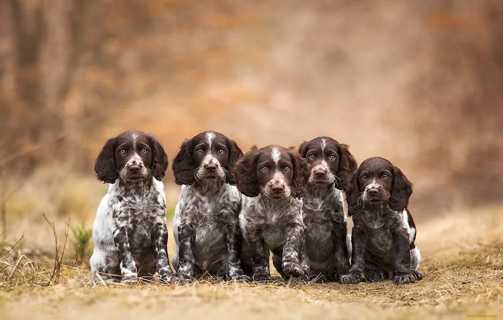 Kurtshaarkoer spaniel