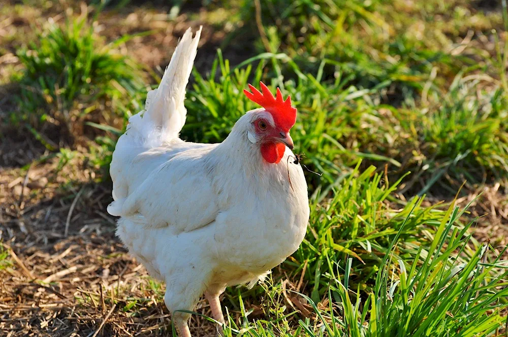 Legghorn Brown hens