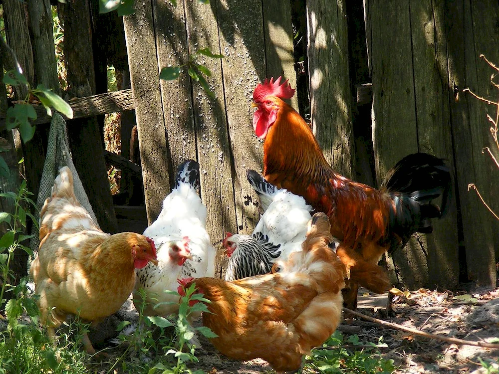 Dominant Tricolour hen d301