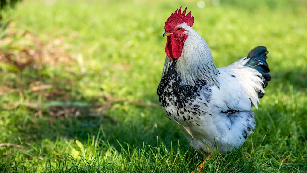 Chicken