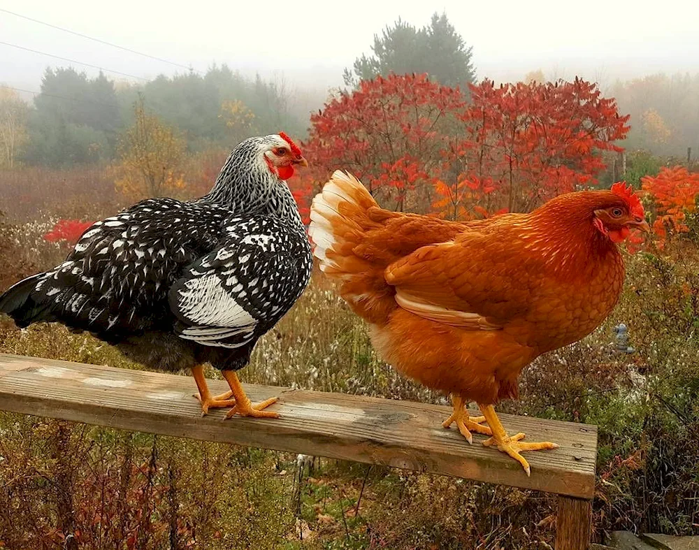 Chickens