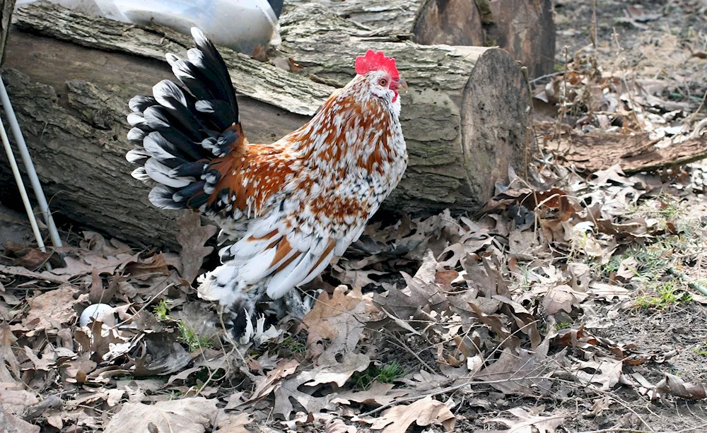 Plymouthrock mottled hens