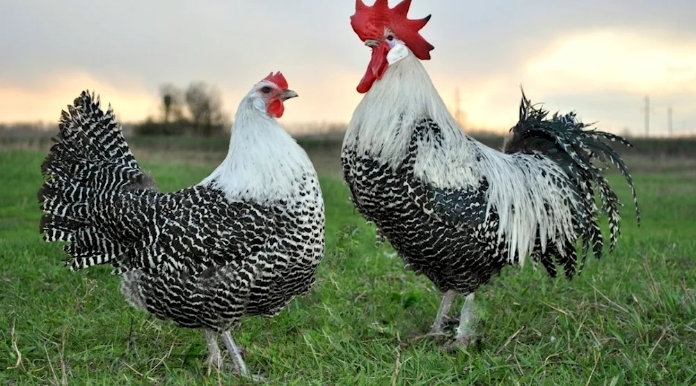 Breckel silver hens