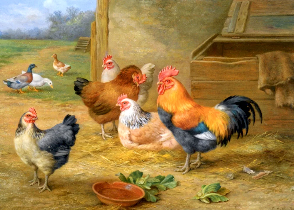 Chickens and roosters Sen Sans