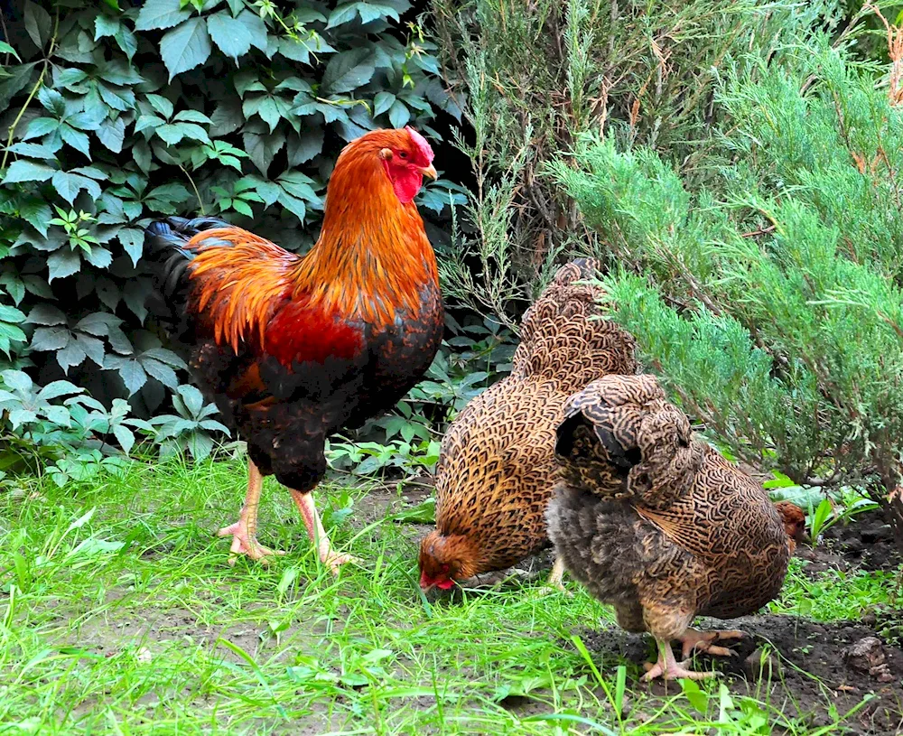 Italian partridge hens