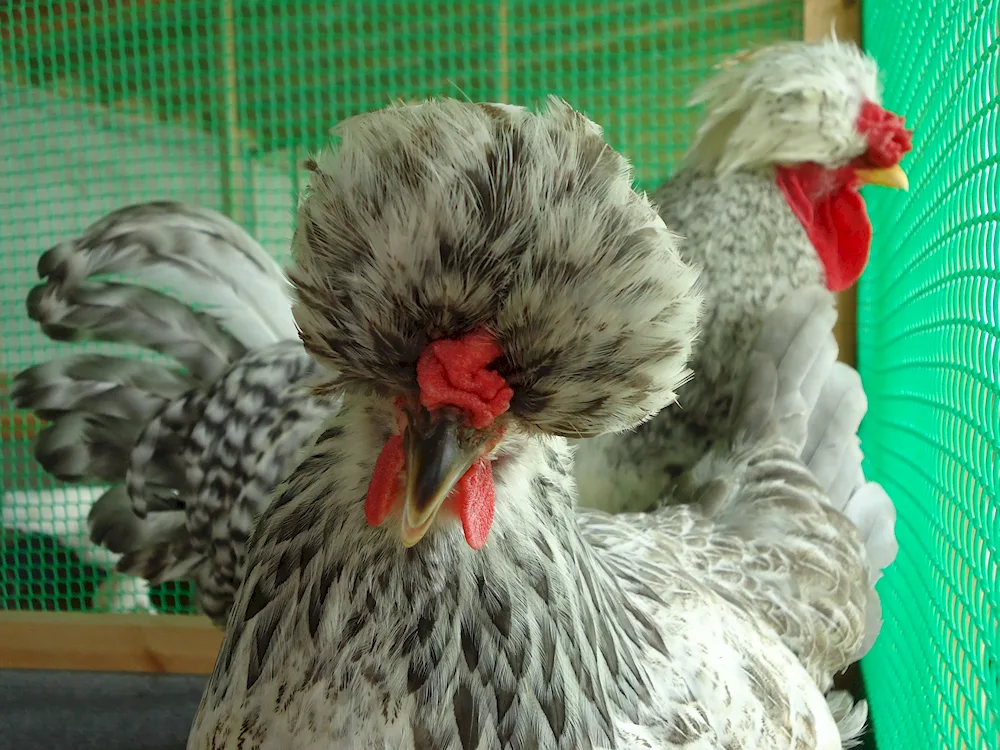 Russian Crested hens