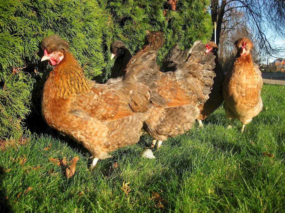 Crested Paduan hens