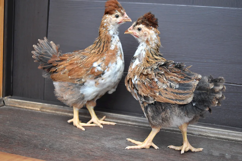 Crested Russian hens