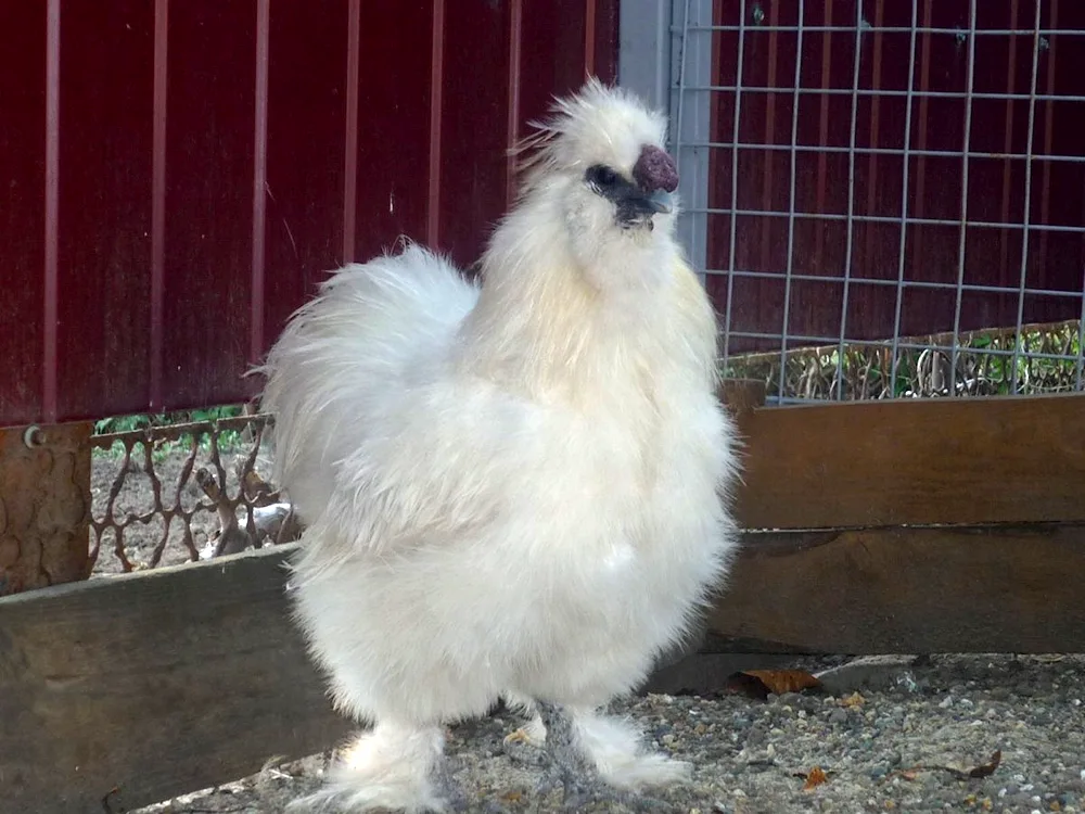 Russian crested hen