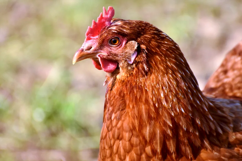 Wheaten hens