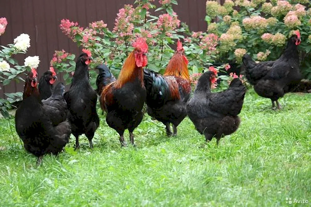 Chickens Maran black copper