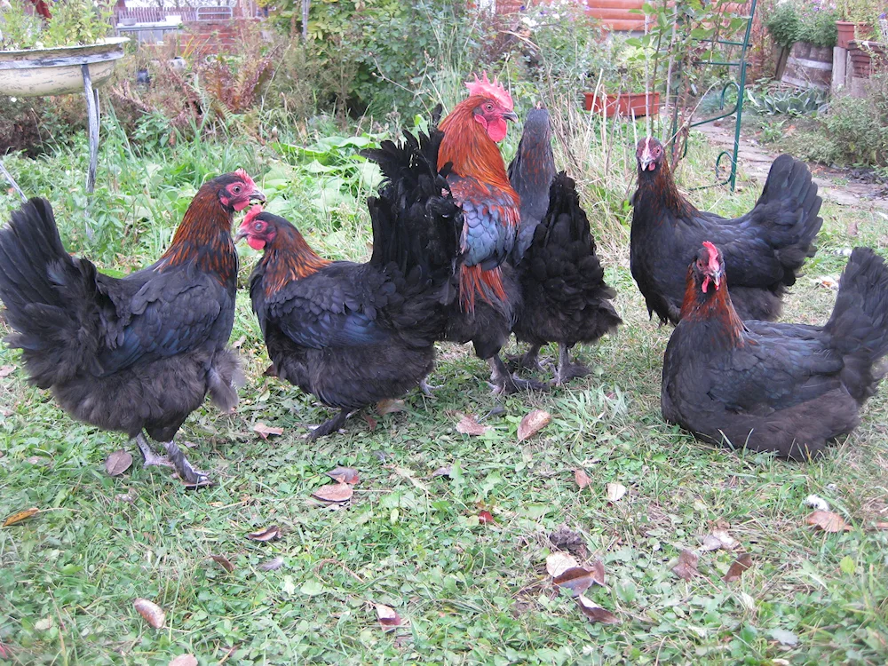 Chickens Maran black copper