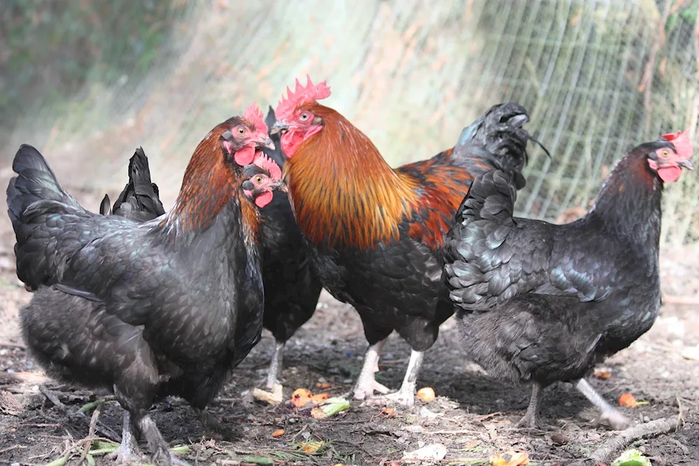 Chickens Maran black copper