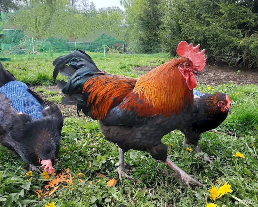 Copper Maran hens