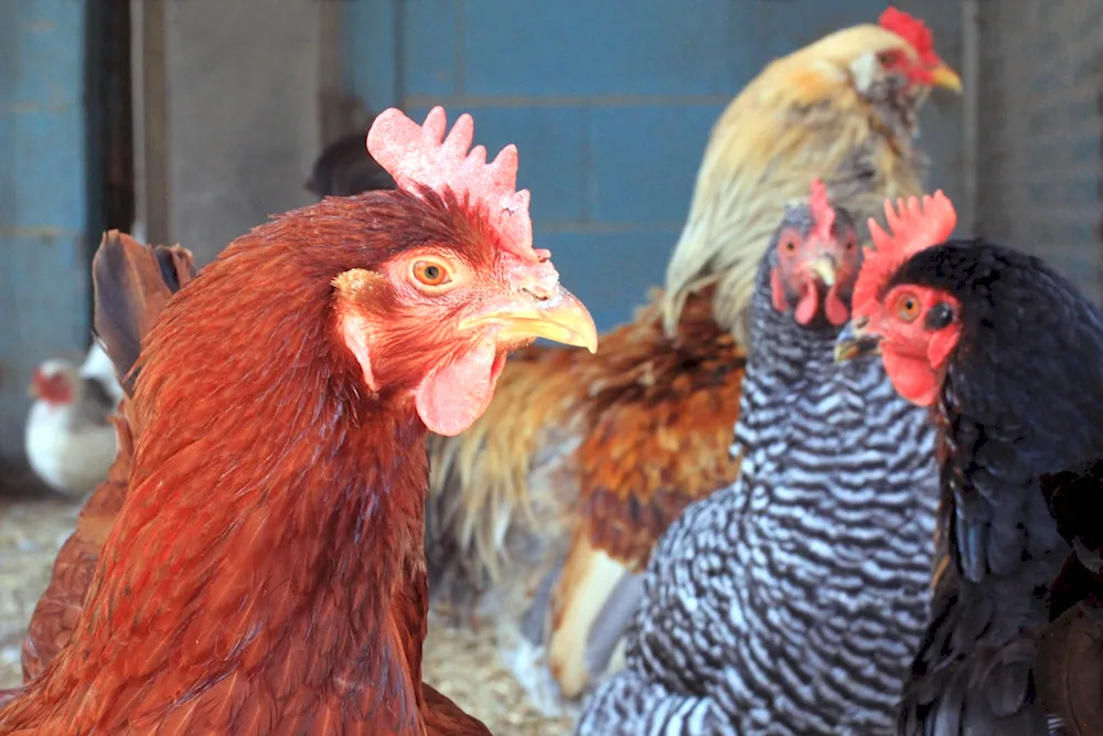 Pink Ameraucana hens