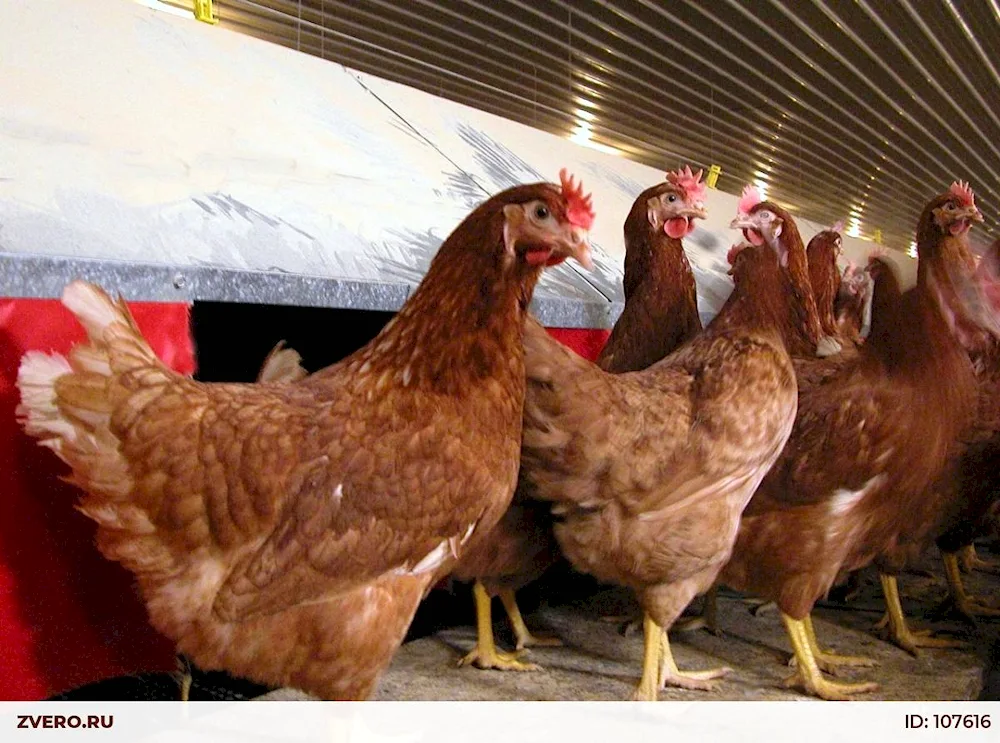 Hasex Brown hens. Brown