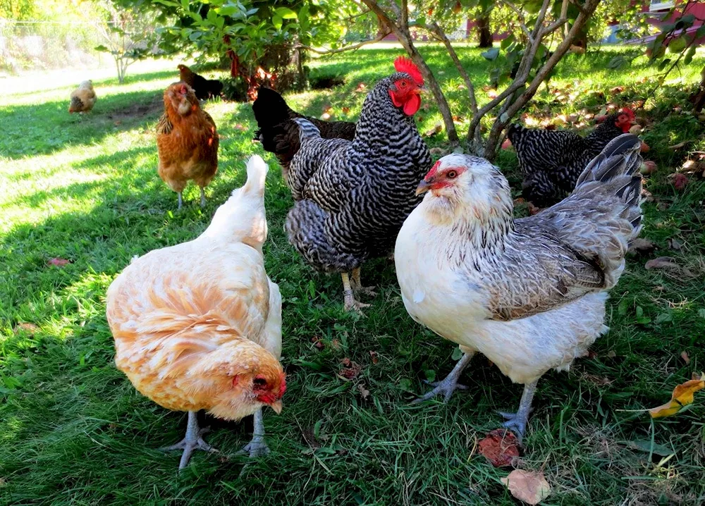 Hysex Brown hens