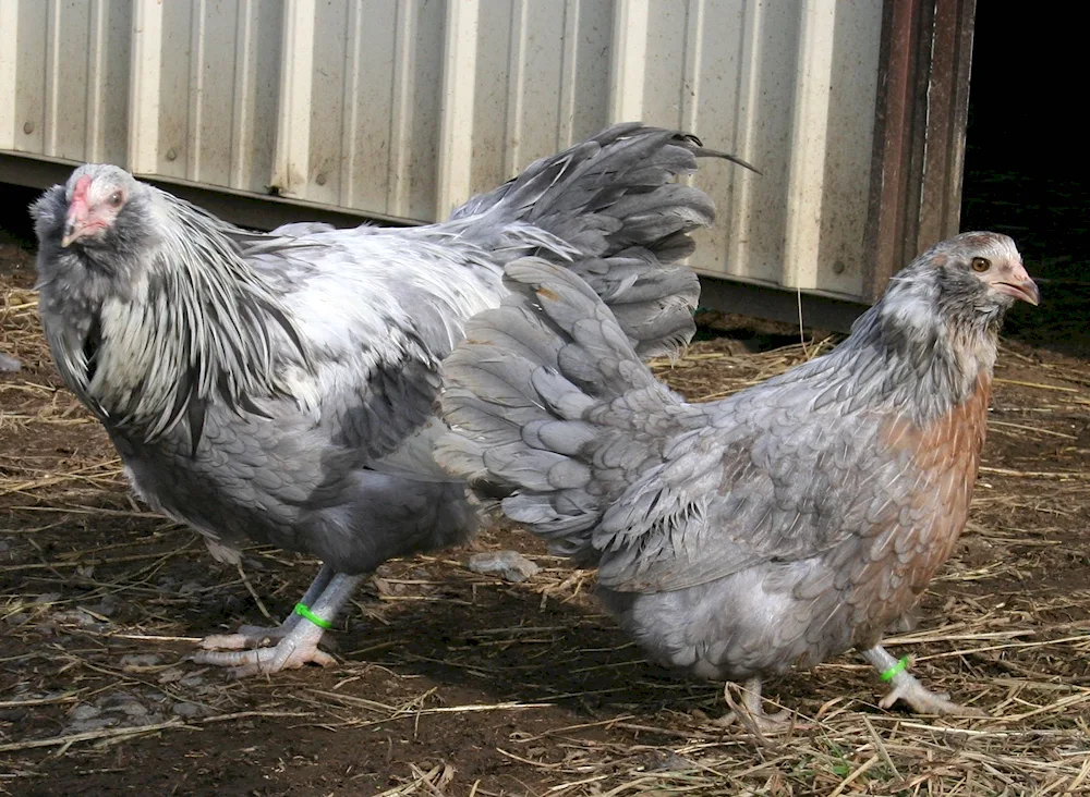 Ameraucana