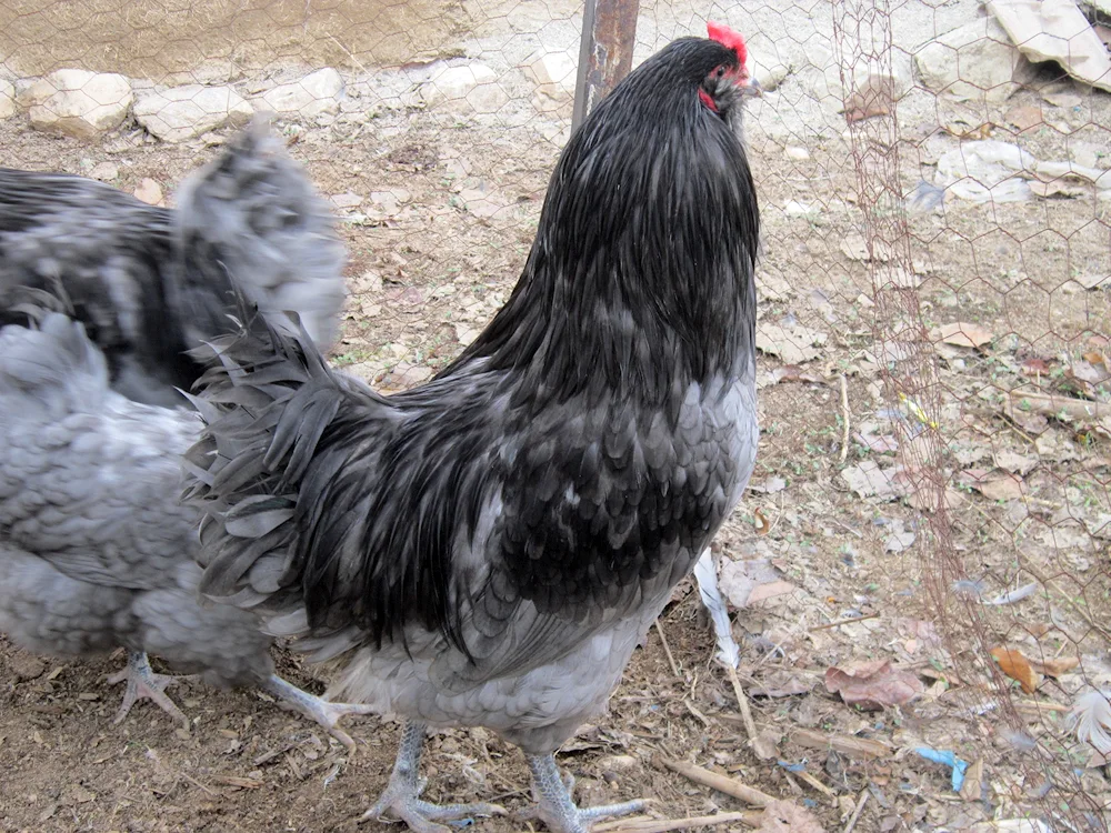 Ameraucana Lavender