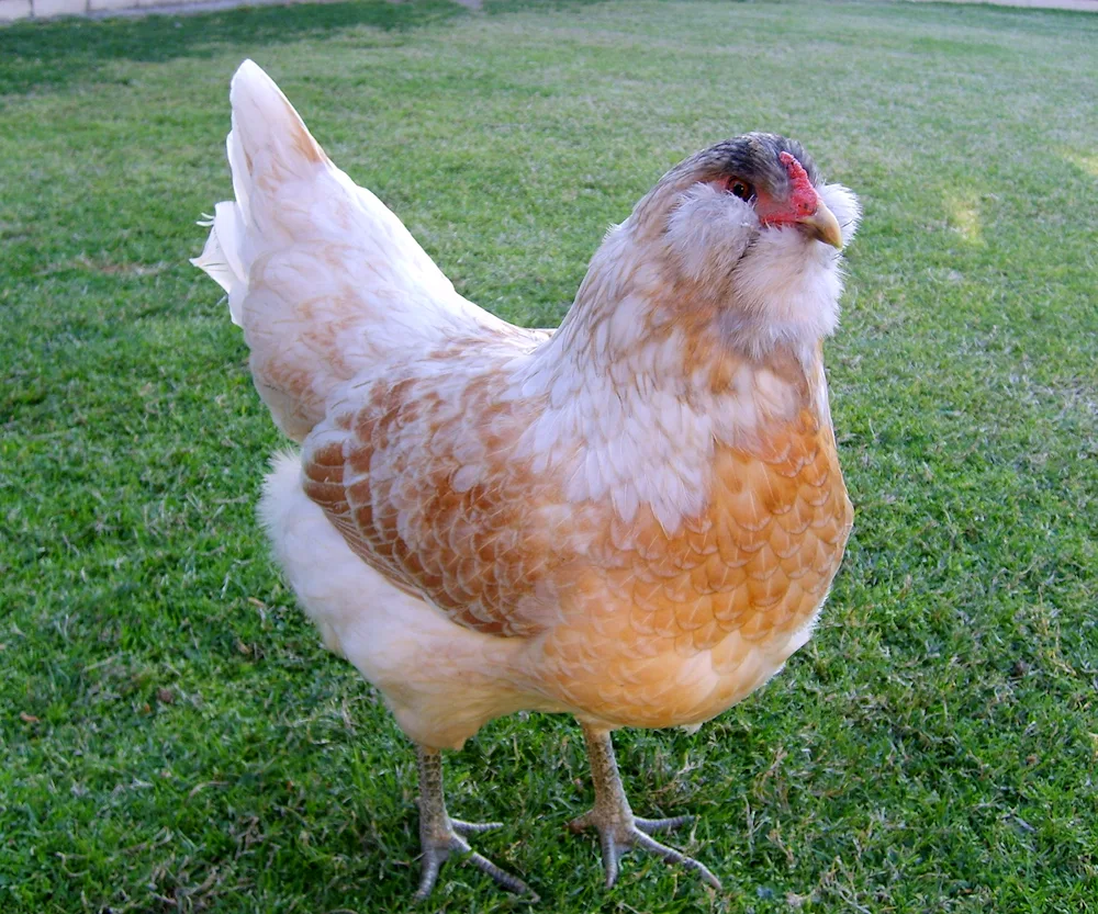 Araucana White