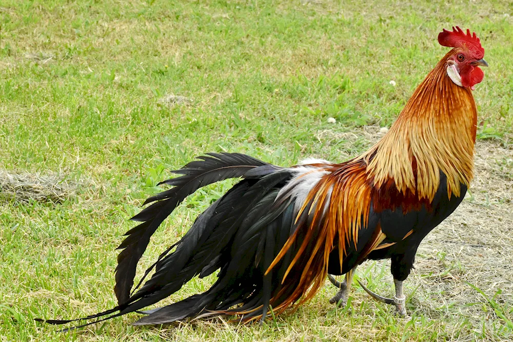 Australorp breed.