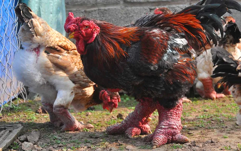 Bentham chintz rooster