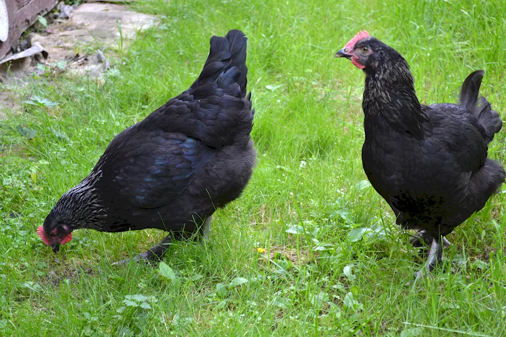 Chickens laying hens Maran