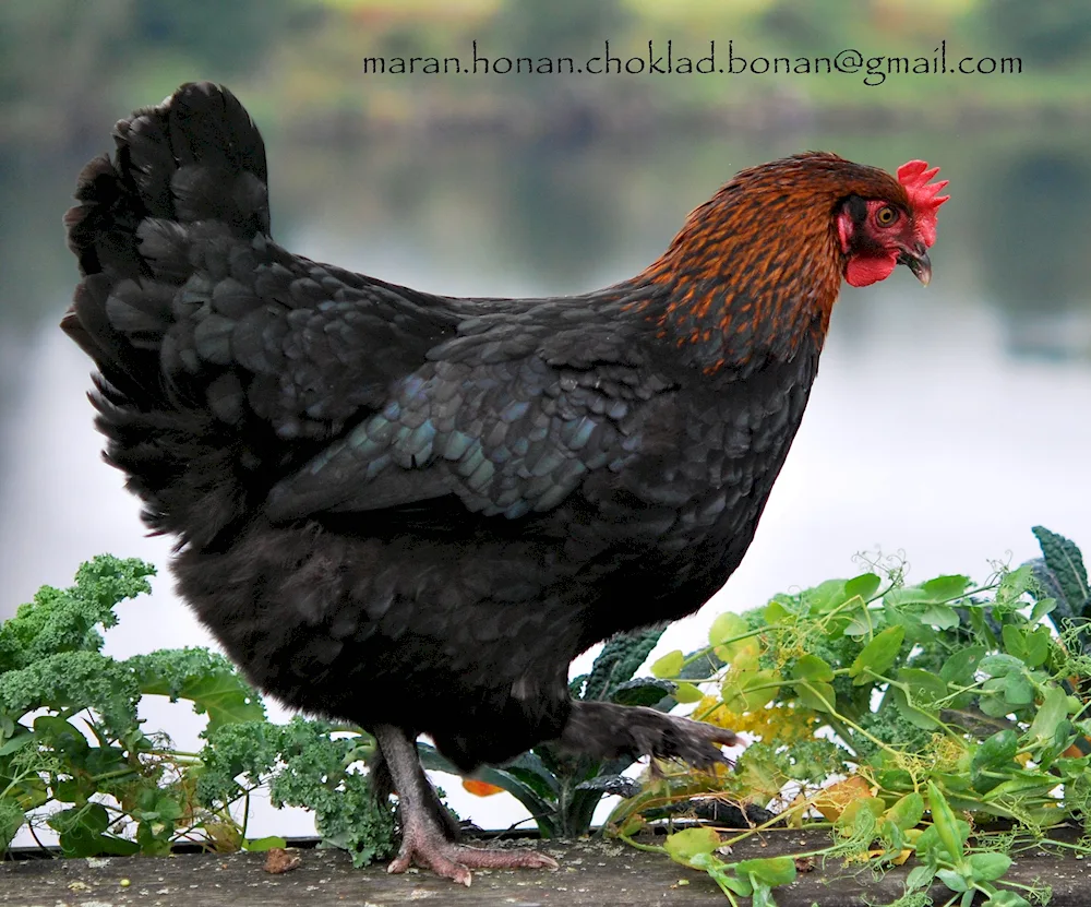 Copper Maran hens