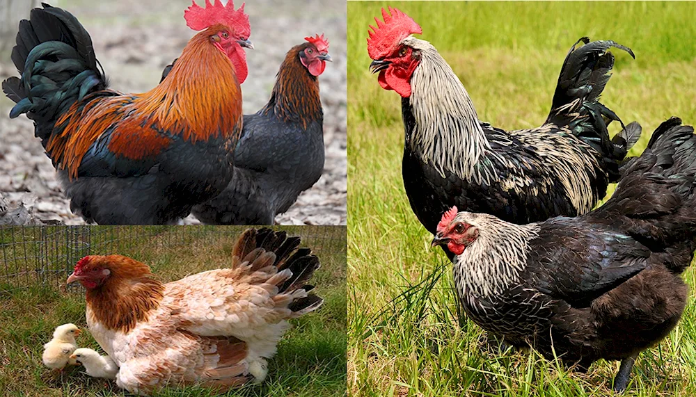 Chickens Maran black copper