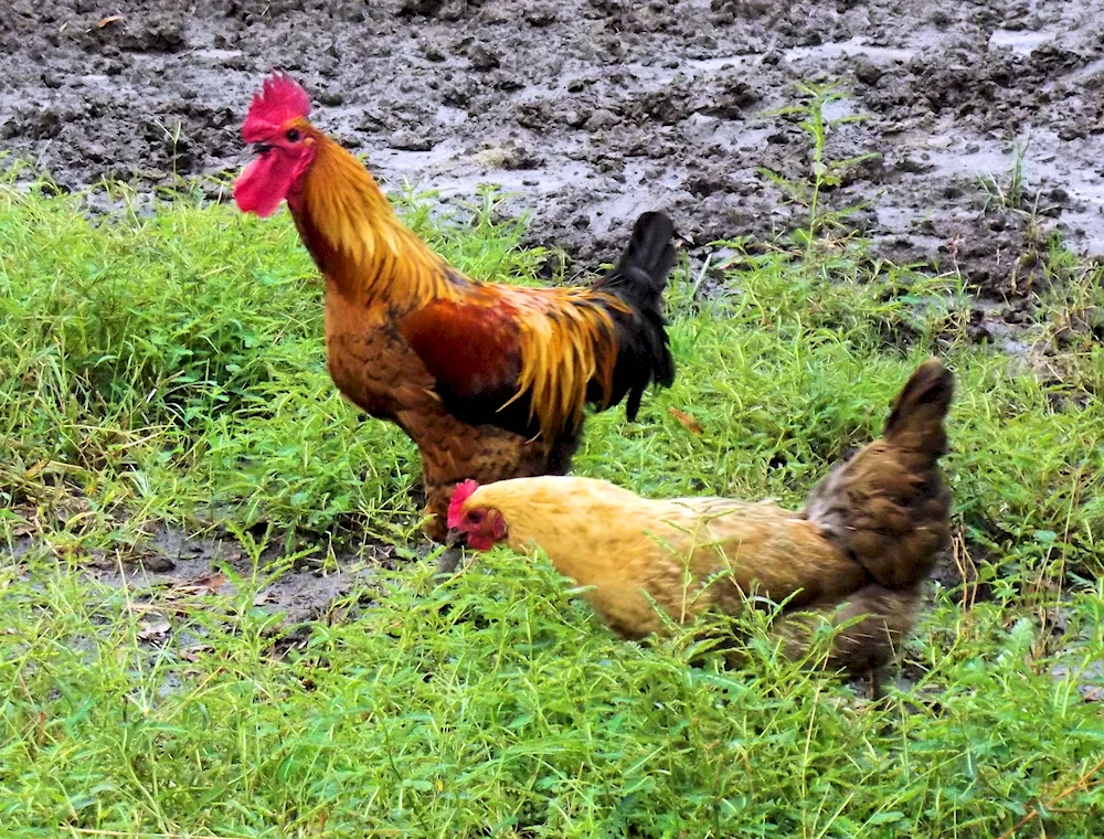 Chicken and rooster