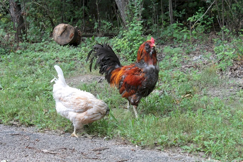 Dutch white-feathered hens