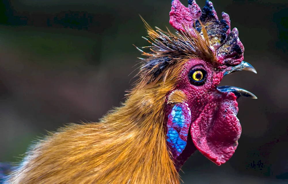 Xiaoshan Chinese chickens